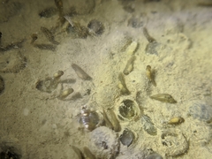 Kurixalus idiootocus