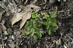 Geum vernum