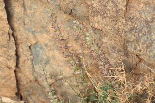 Dandelionleaf Sage