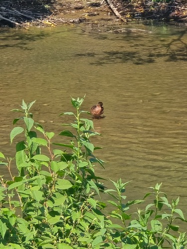 Mallard