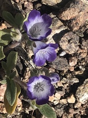 Phacelia patuliflora
