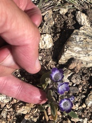 Phacelia patuliflora