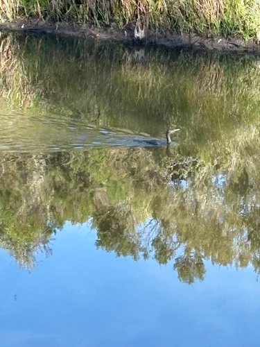 iNaturalist observation photo of Double-crested Cormorant
