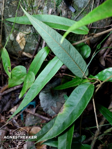 Aristolochia championii (Aristolochia championii)