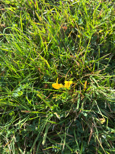 bird's-foot trefoil