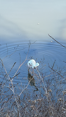 iNaturalist observation photo of Great Egret