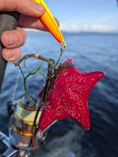 Red Cushion Star