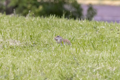 Mexican Ground Squirrel observed by canis_lobos