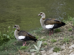 Alopochen aegyptiaca