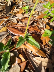 Tridax procumbens image