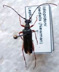 Idiopidonia pedalis