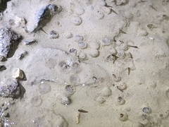 Kurixalus idiootocus