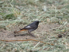 Phoenicurus ochruros