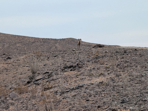 Bighorn Sheep