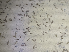 Kurixalus idiootocus