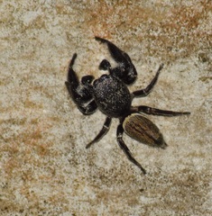 Piranthus planolancis