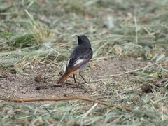 Phoenicurus ochruros