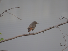 Phoenicurus ochruros