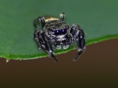 Piranthus planolancis