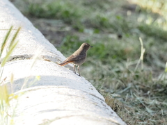 Phoenicurus ochruros