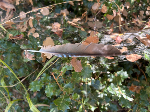 Eurasian Jay