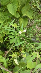 Ipomoea pes-tigridis, photograph (c) rajesh rocky, some rights reserved (CC BY)