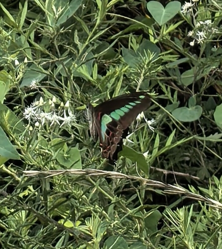 Common Bluebottle