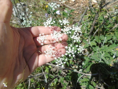 Scaligeria napiformis