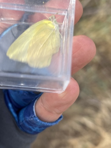 Lyside Sulphur
