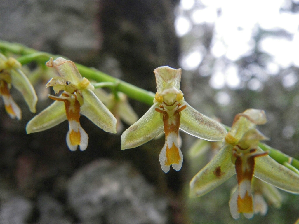 Coelogyne keithiana