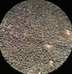 Anteaglonium globosum