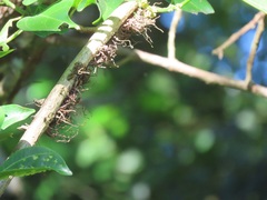 Scepocarpus trinervis