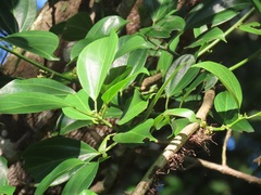 Scepocarpus trinervis