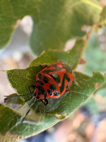 red cabbage bug