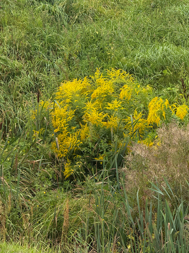 Canada goldenrod