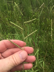 Paspalum denticulatum