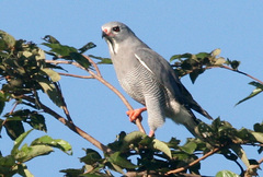 Kaupifalco monogrammicus
