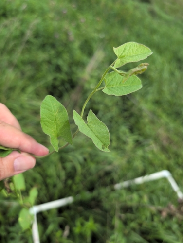 field bindweed