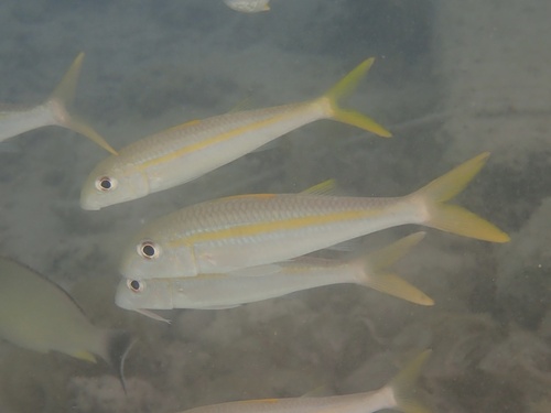 Yellowfin goatfish