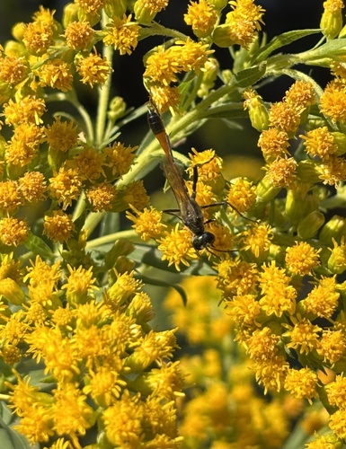 Common Thread-waisted Wasp