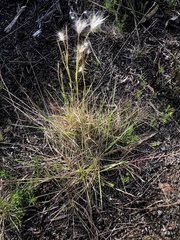 Andropogon eucomus