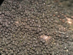 Anteaglonium globosum