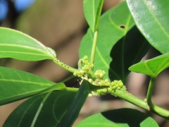 Scepocarpus trinervis