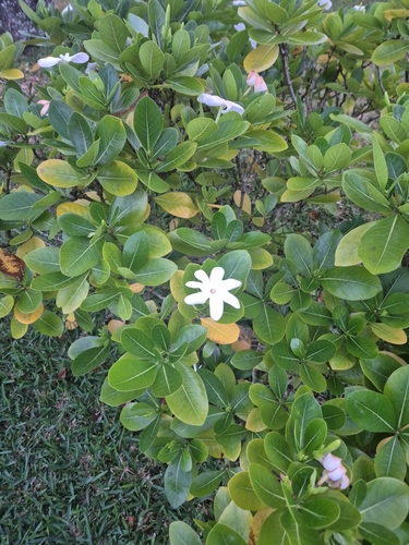 Gardenia taitensis observed 2026-08-19