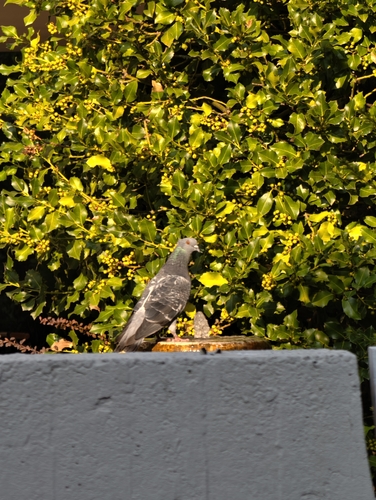 Feral Pigeon