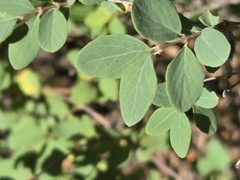 author not stated, no rights reserved Symphoricarpos rotundifolius, photograph author not stated, no rights reserved