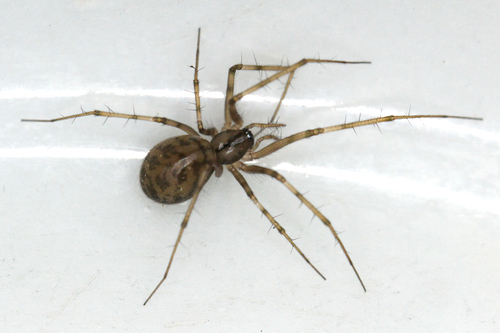 Megalepthyphantes