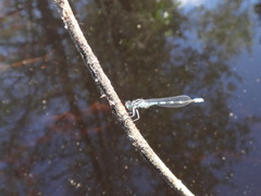 Enallagma recurvatum