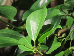 Scepocarpus trinervis