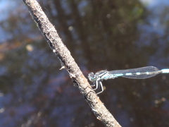 Enallagma recurvatum